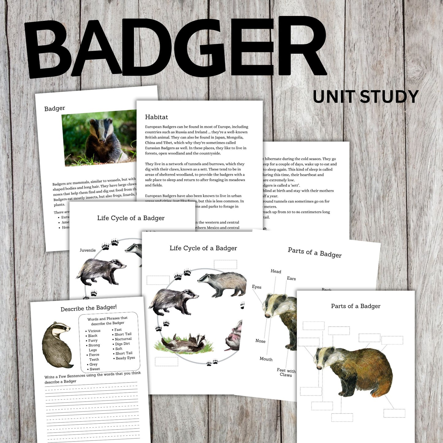 Badger Unit Study Printable | Life Cycle, Habitat, Facts, Anatomy Worksheets and Writing Activities