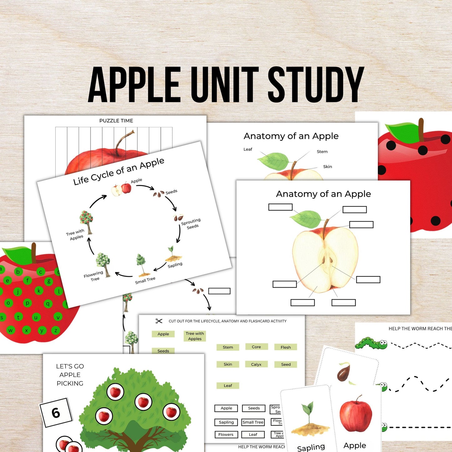 Apple Unit Study | Life Cycle, Anatomy, Nature Study | Montessori & Kindergarten Science Activities
