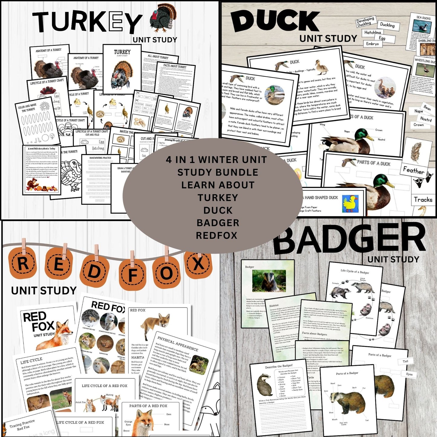 4-in-1 Animal Unit Study Bundle | Badger, Turkey, Duck & Red Fox Science Activities | Homeschool Nature Study Printables for Kids