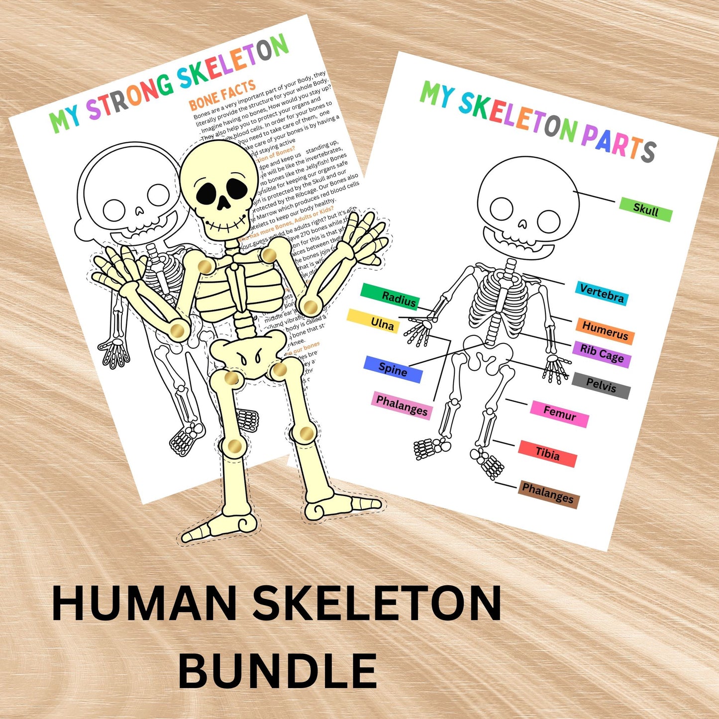 Human Skeleton Anatomy Busy Book Skeleton Study Printable Kids Learning Activity Moving Skeleton Parts Worksheet Homeschool Resource Kids