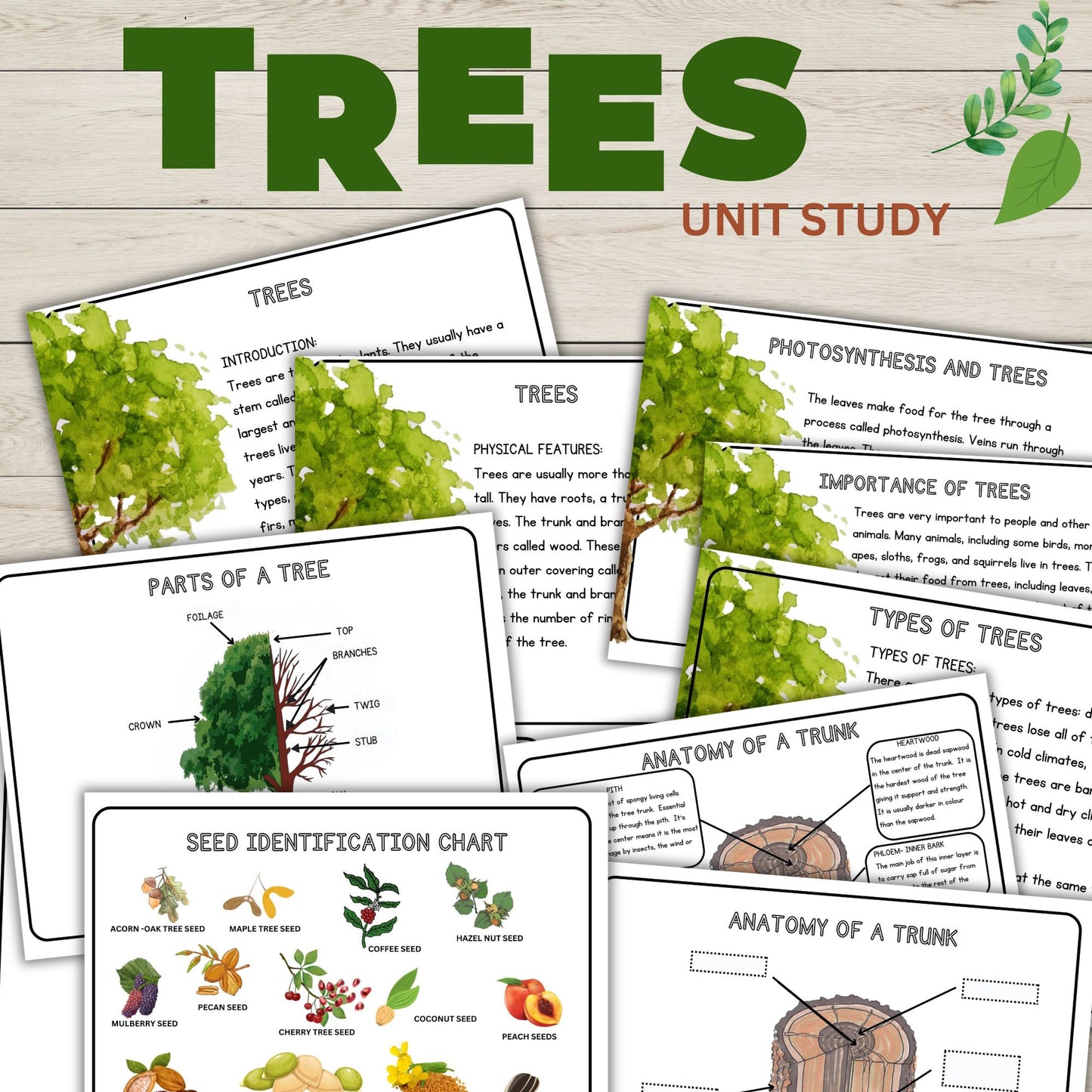 Tree Unit Study Bundle | Charlotte Mason Nature Study | Anatomy of a Tree Trunk & Parts of a Tree | Homeschool Learning Activities Printable