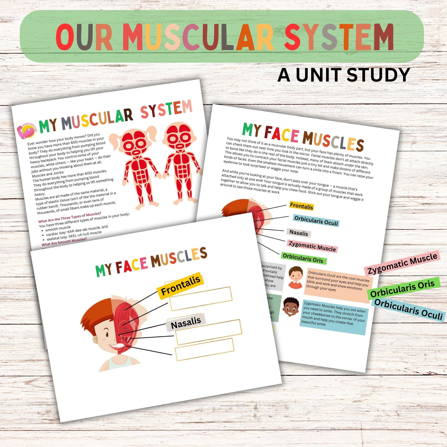 Muscular System Unit Study for Elementary Students | Printable Human Body Anatomy Science Lesson