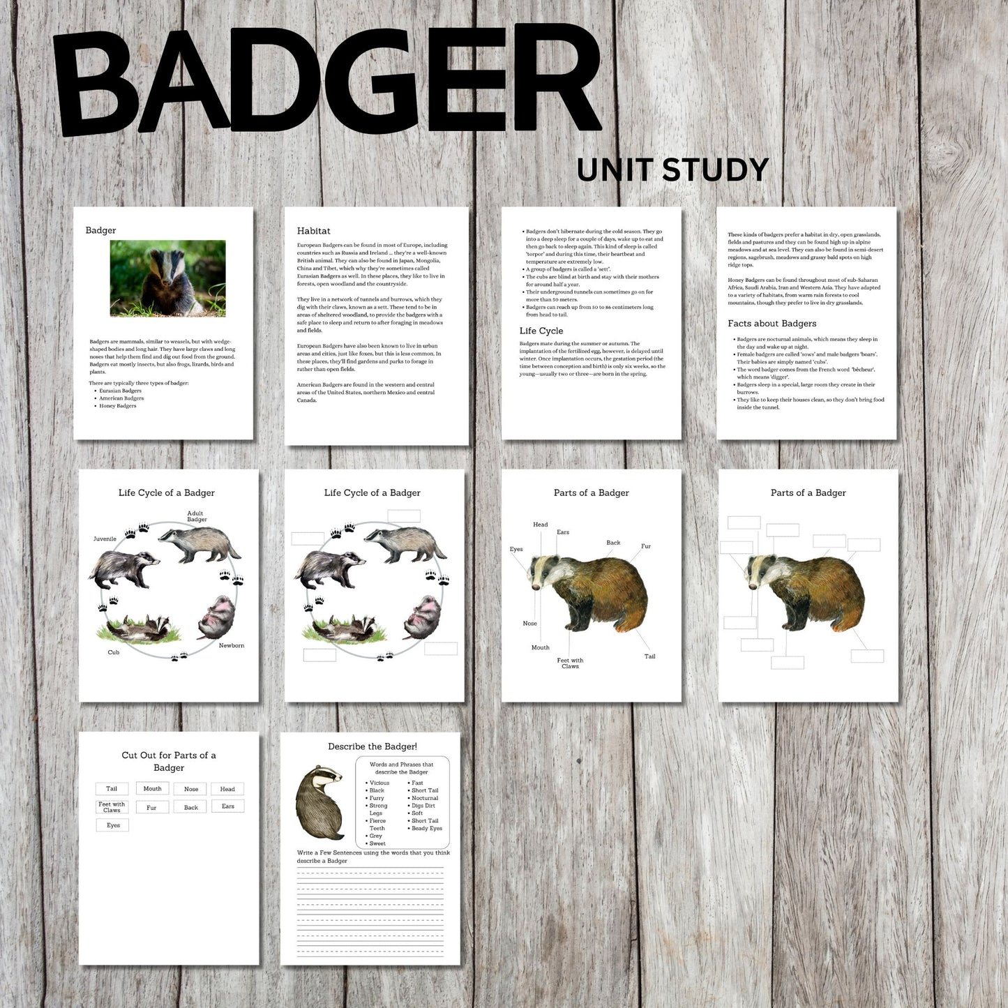 Badger Unit Study Printable | Life Cycle, Habitat, Facts, Anatomy Worksheets and Writing Activities