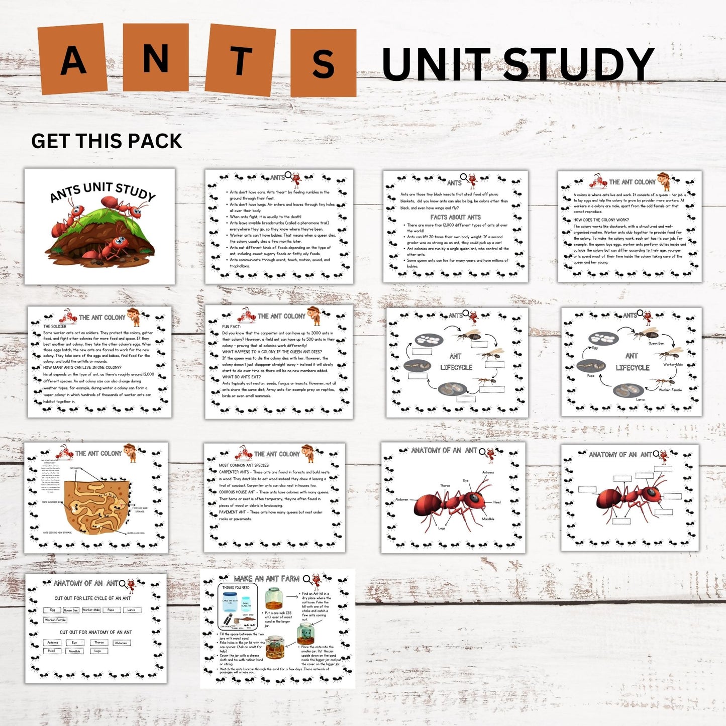 Ant Nature Study Bundle: Charlotte Mason-Inspired Ant Colony Learning Materials, Life Cycle Activities & Animal Habitat Printables for Kids