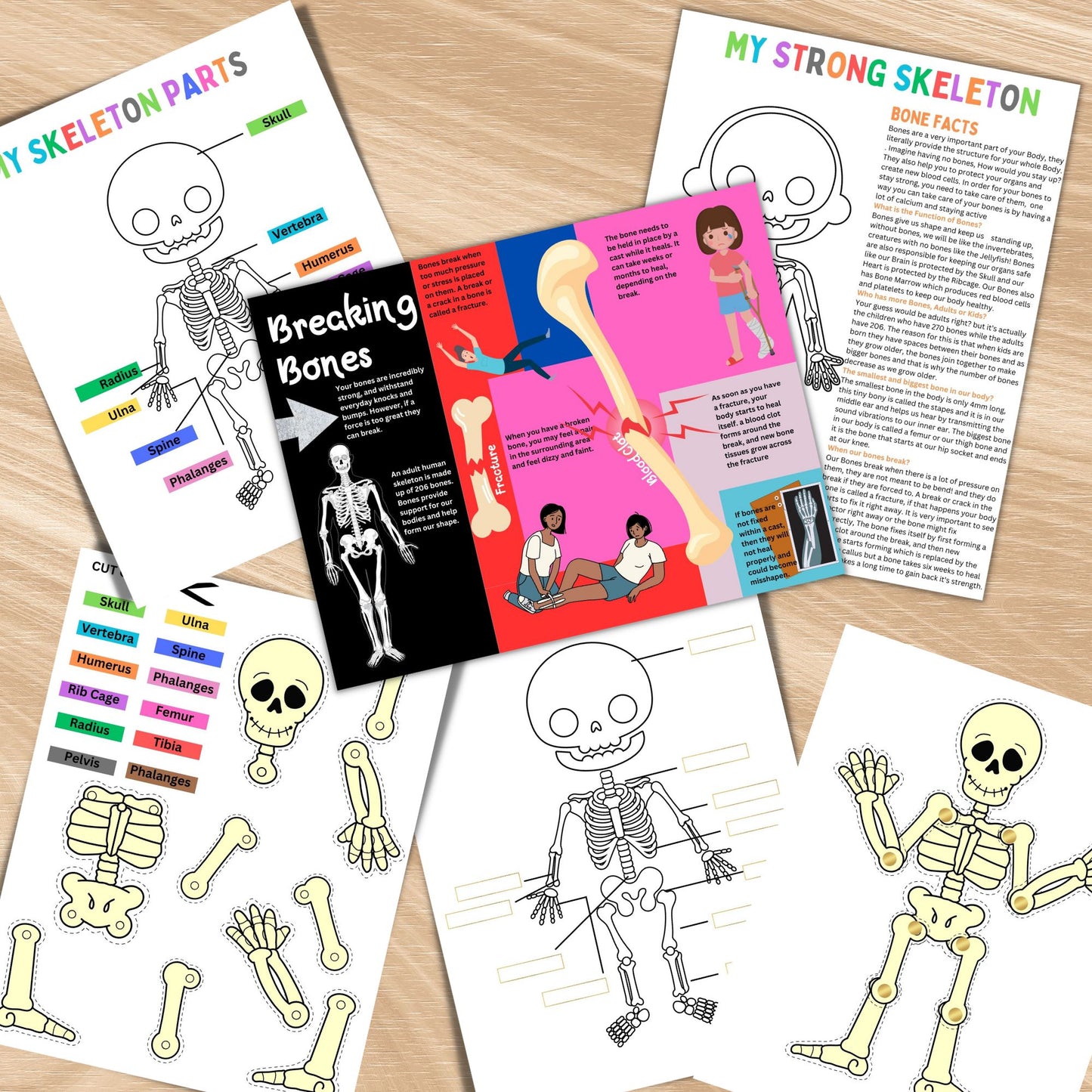 Human Skeleton Anatomy Busy Book Skeleton Study Printable Kids Learning Activity Moving Skeleton Parts Worksheet Homeschool Resource Kids