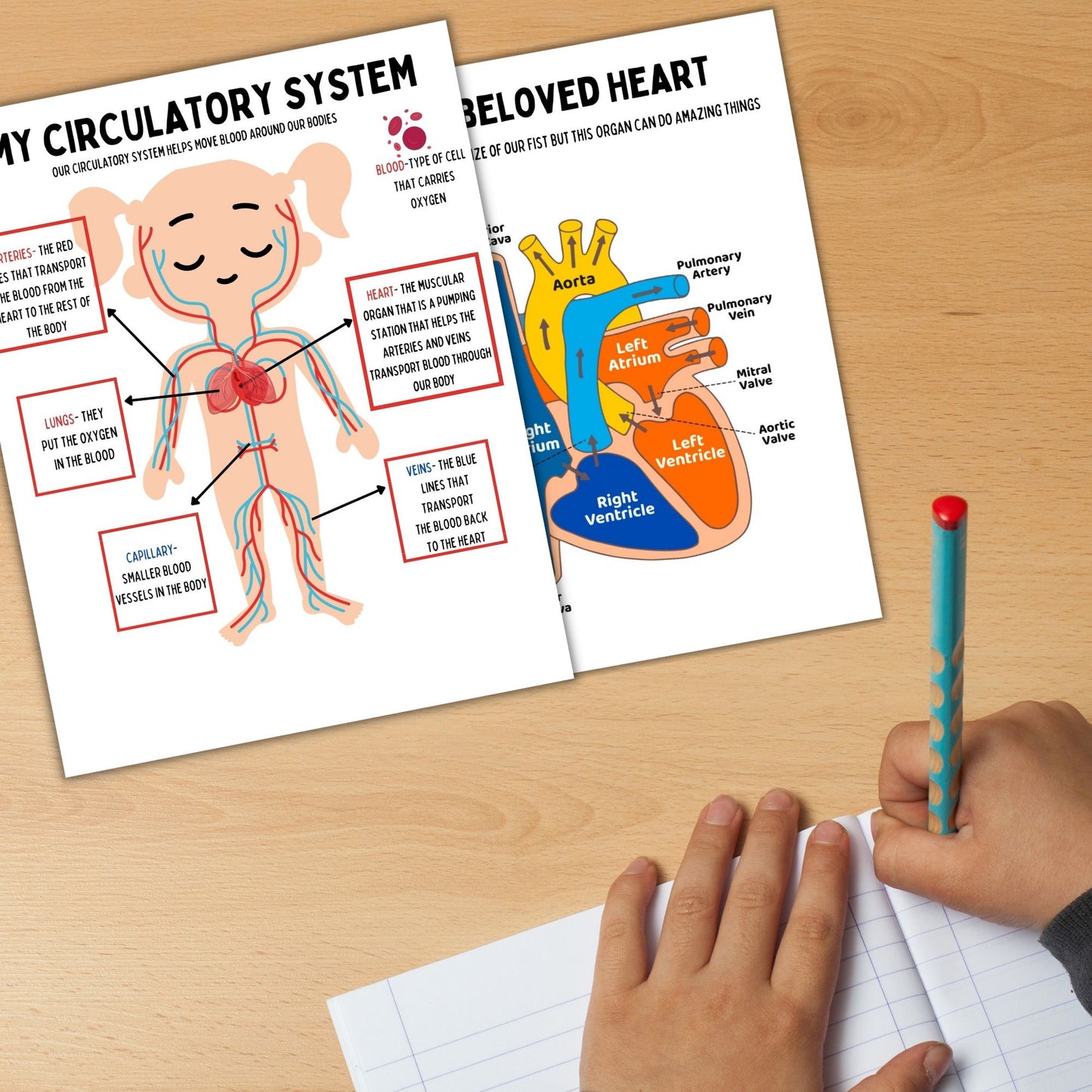Human Anatomy Study Bundle Kids Circulatory System Heart Unit Study Homeschool Resource Montessori Material Kids Learning Binder Anatomy