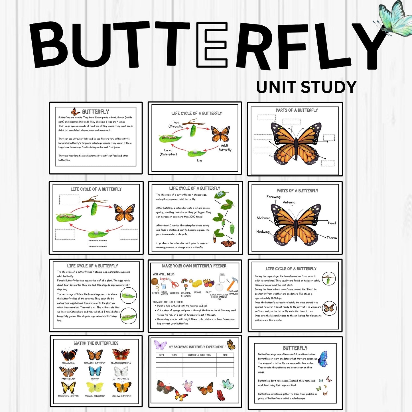 Insect and Pollination Unit Study Bundle – Butterfly, Bee, Ladybug, Flower Worksheets for Kids