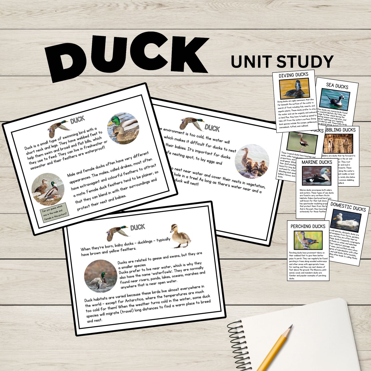 Duck Unit Study Homeschool Learning Material Charlotte Mason Preschool Nature Study Anatomy of a Duck Parts of a Duck Preschool Activity