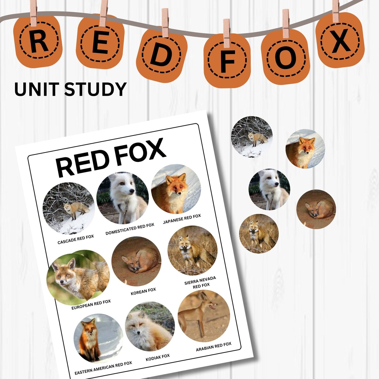 Red Fox Unit Study Kids Homeschool Fall Activities Red Fox Anatomy & Life Cycle Red Fox Poster and Flash Cards Nature Study Journal