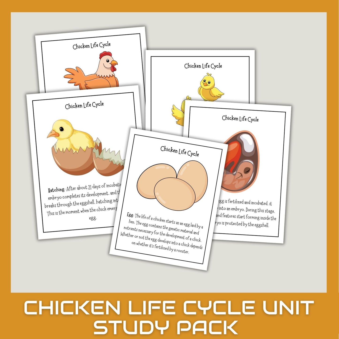 Chicken Unit Study for Homeschool – Life Cycle, Anatomy & Chick Activities | Nature Science Summer Learning Bundle