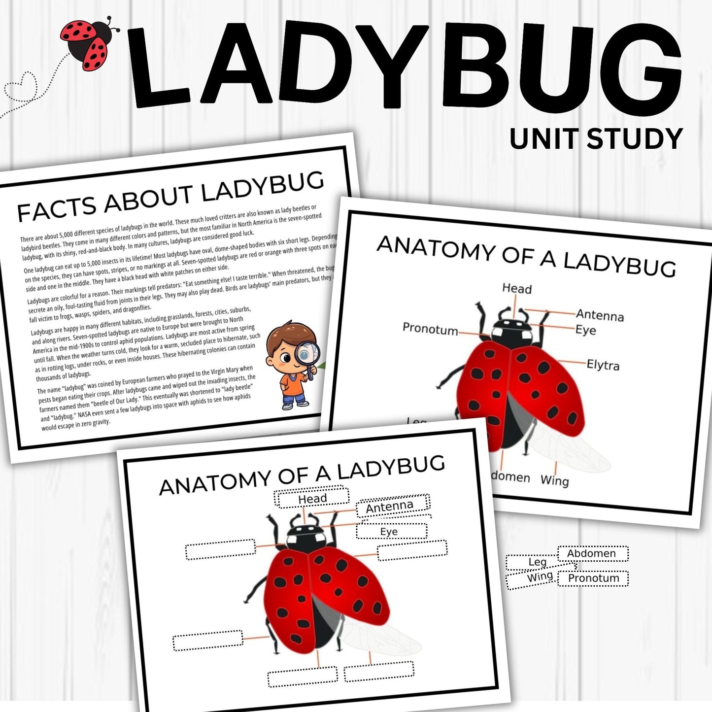 Ladybug Unit Study Homeschool Spring Printables Charlotte Mason kids Nature Study Anatomy of a Ladybug Life Cycle Ladybird Study Pack