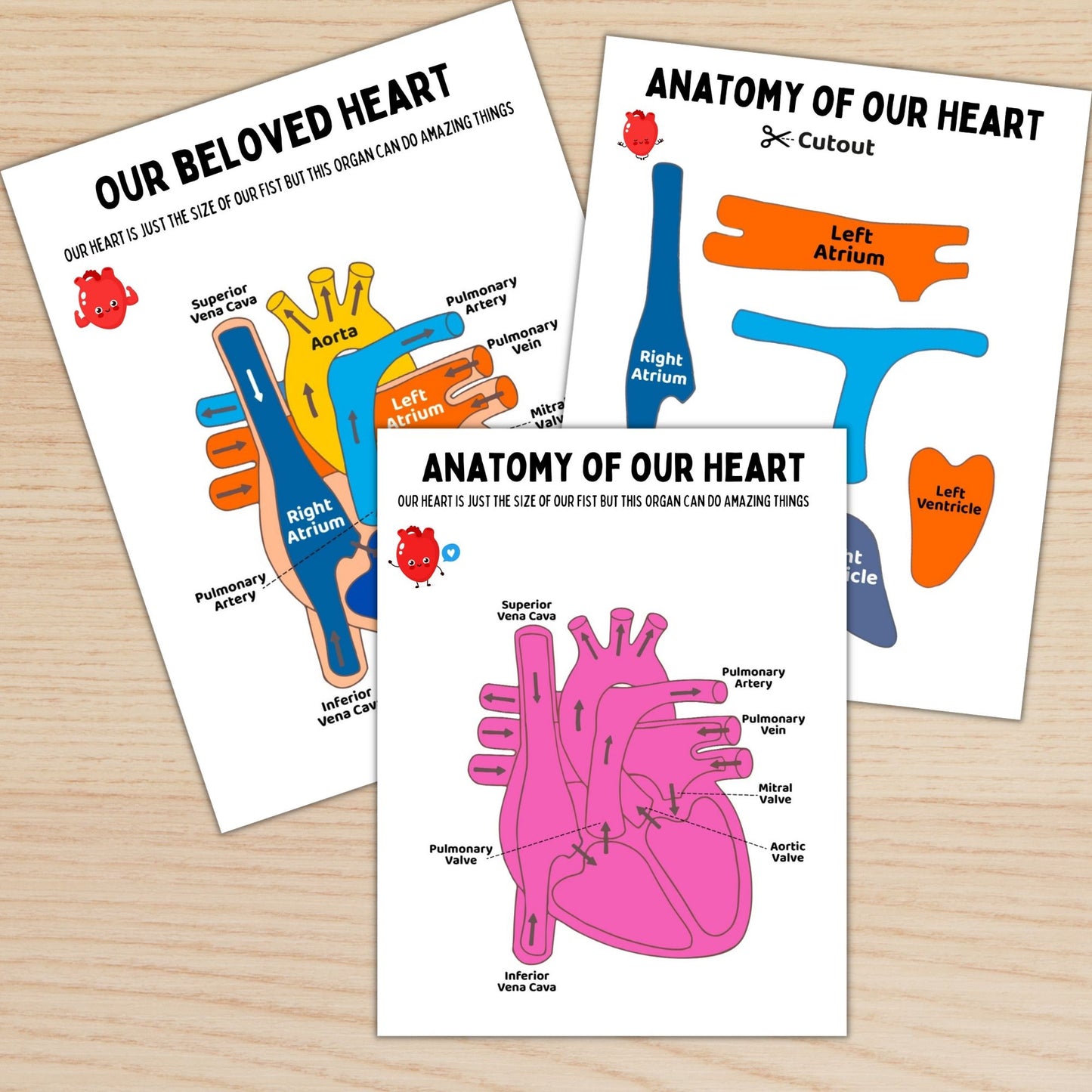 Human Anatomy Study Bundle Kids Circulatory System Heart Unit Study Homeschool Resource Montessori Material Kids Learning Binder Anatomy