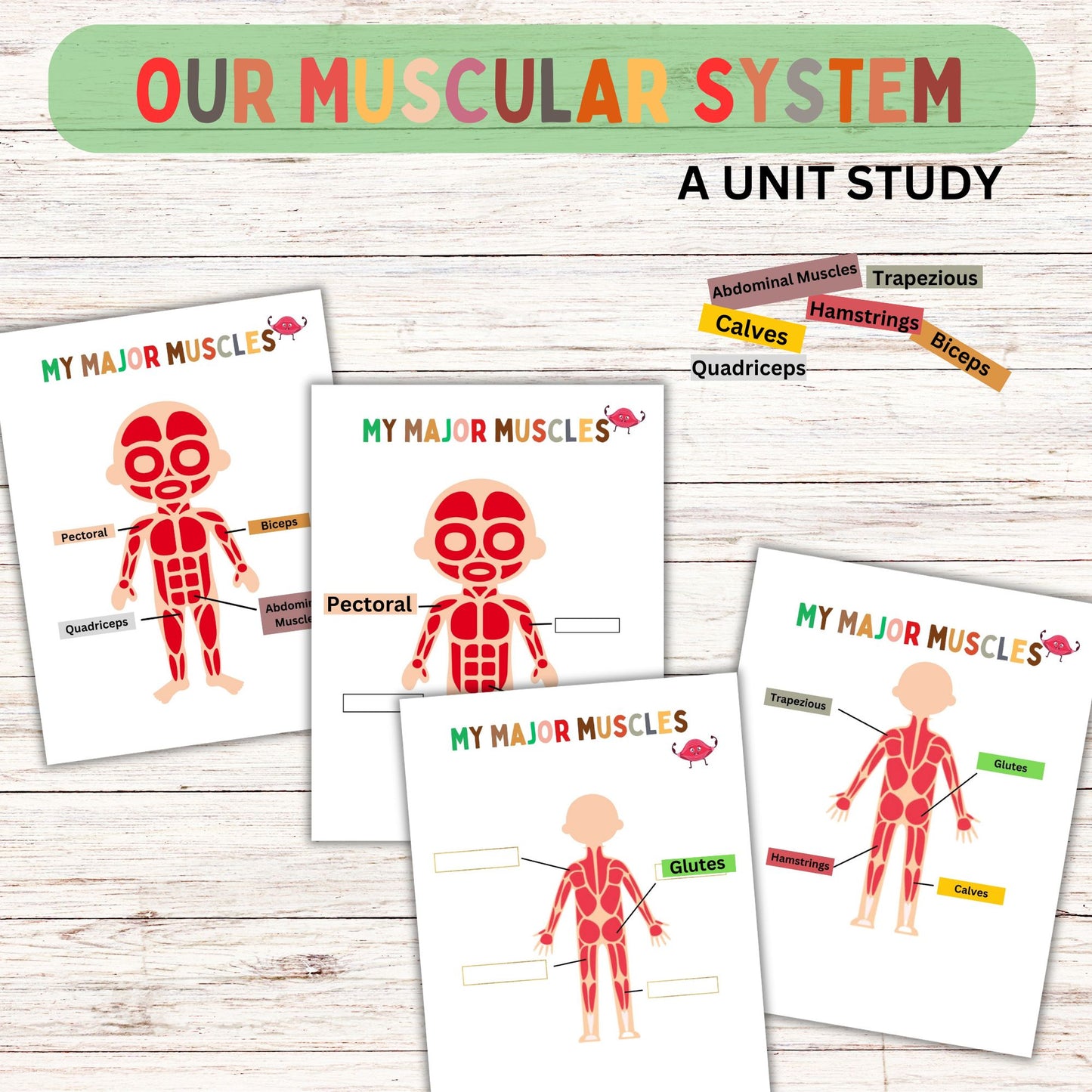 Muscular System Unit Study for Elementary Students | Printable Human Body Anatomy Science Lesson
