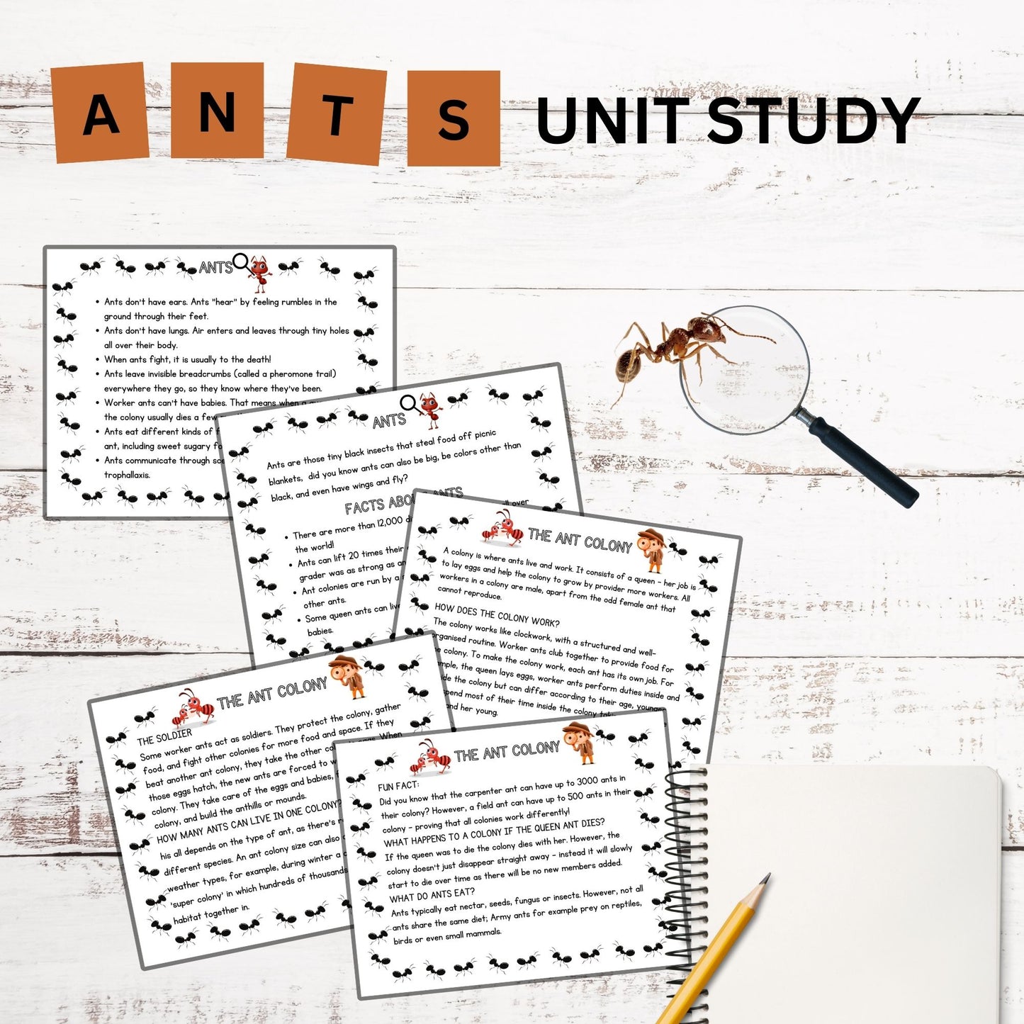 Ant Nature Study Bundle: Charlotte Mason-Inspired Ant Colony Learning Materials, Life Cycle Activities & Animal Habitat Printables for Kids