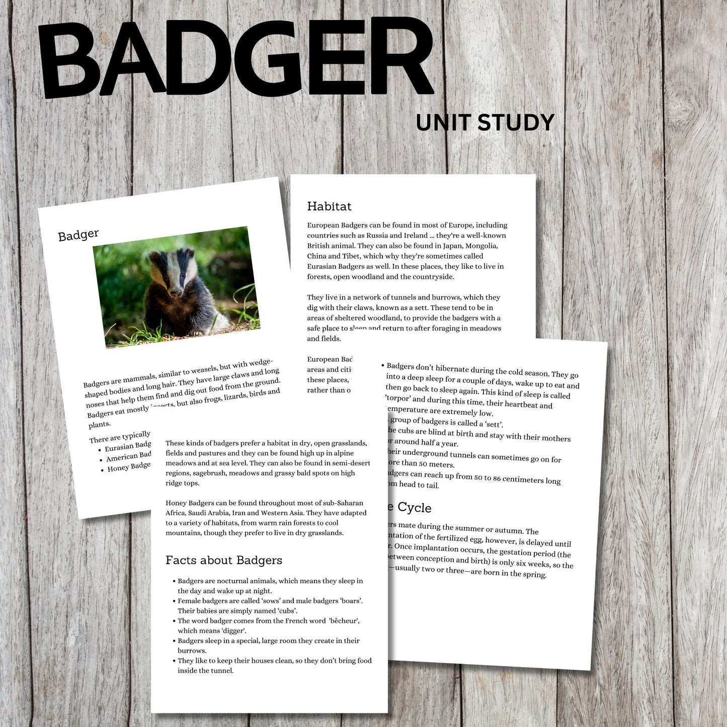 Badger Unit Study Printable | Life Cycle, Habitat, Facts, Anatomy Worksheets and Writing Activities
