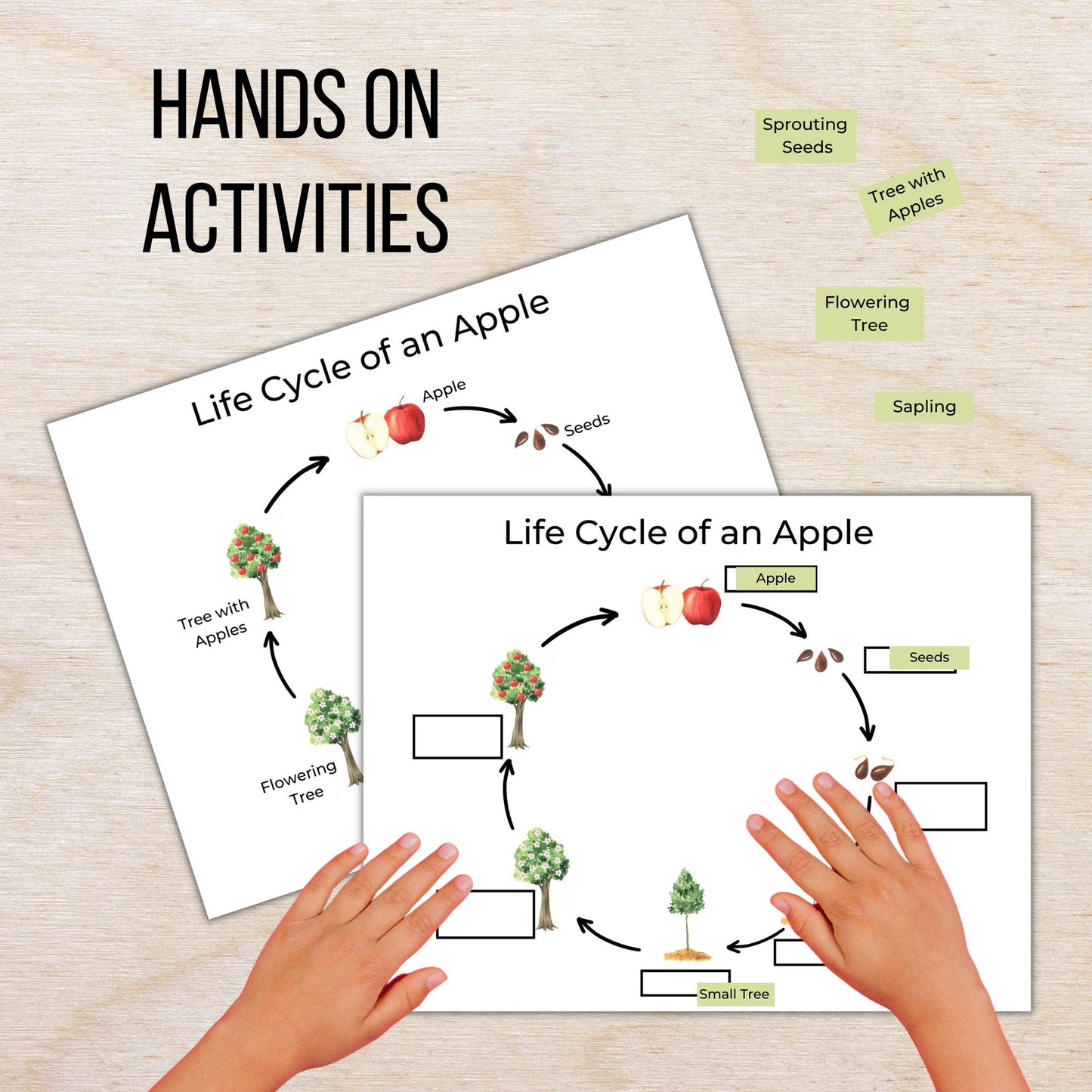 Apple Unit Study | Life Cycle, Anatomy, Nature Study | Montessori & Kindergarten Science Activities
