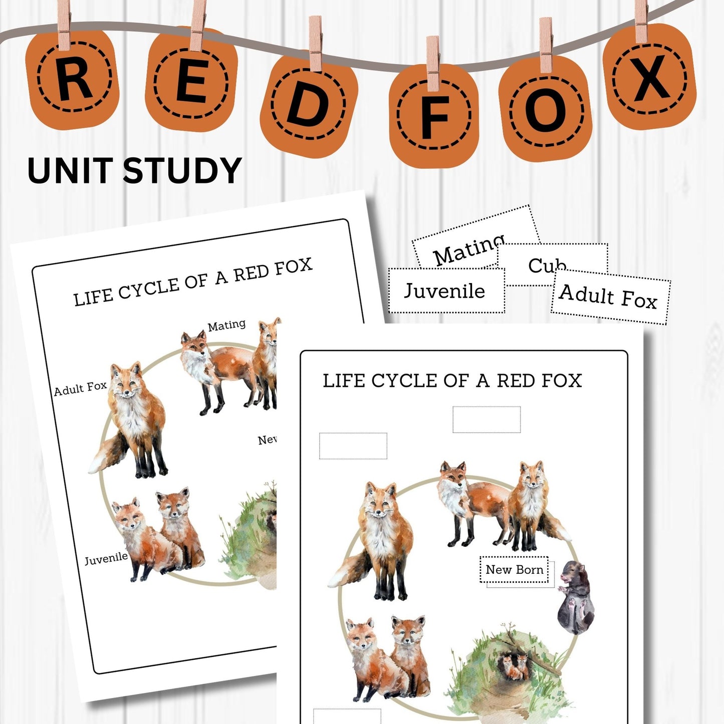 Red Fox Unit Study Kids Homeschool Fall Activities Red Fox Anatomy & Life Cycle Red Fox Poster and Flash Cards Nature Study Journal