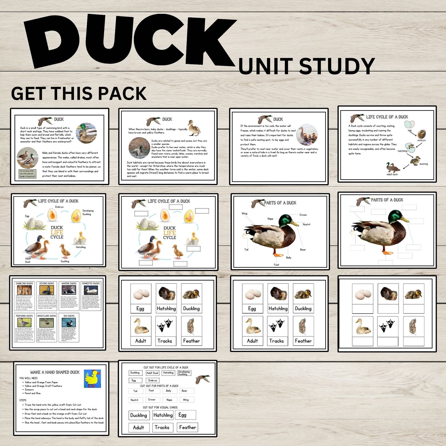 Duck Unit Study Homeschool Learning Material Charlotte Mason Preschool Nature Study Anatomy of a Duck Parts of a Duck Preschool Activity