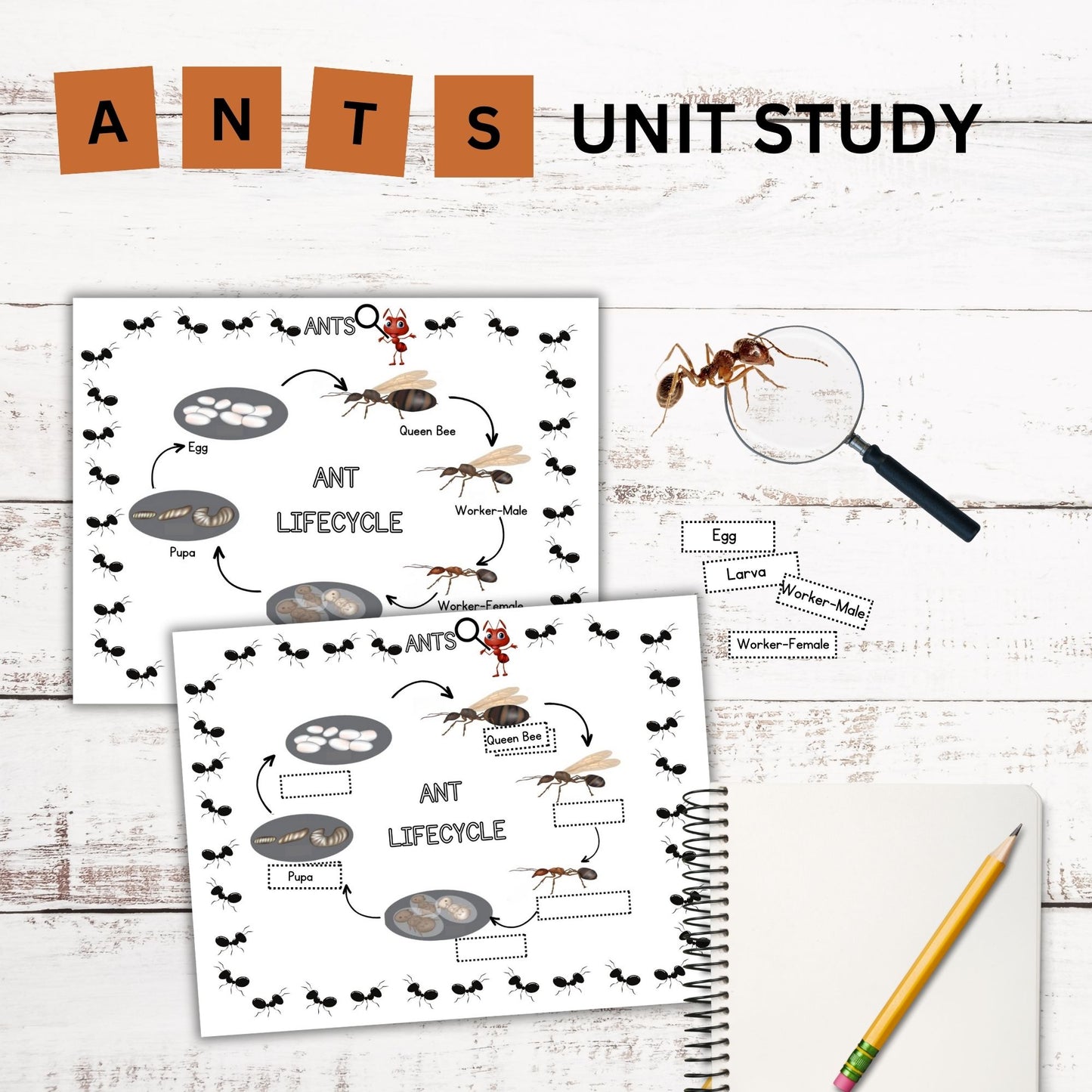 Ant Nature Study Bundle: Charlotte Mason-Inspired Ant Colony Learning Materials, Life Cycle Activities & Animal Habitat Printables for Kids