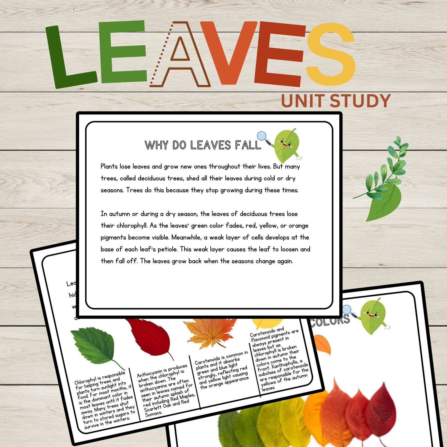 Leaves Unit Study Bundle Anatomy of a Leaf Charlotte Mason Nature Study Learning Activities for Preschool Fall Leaves Educational Materials