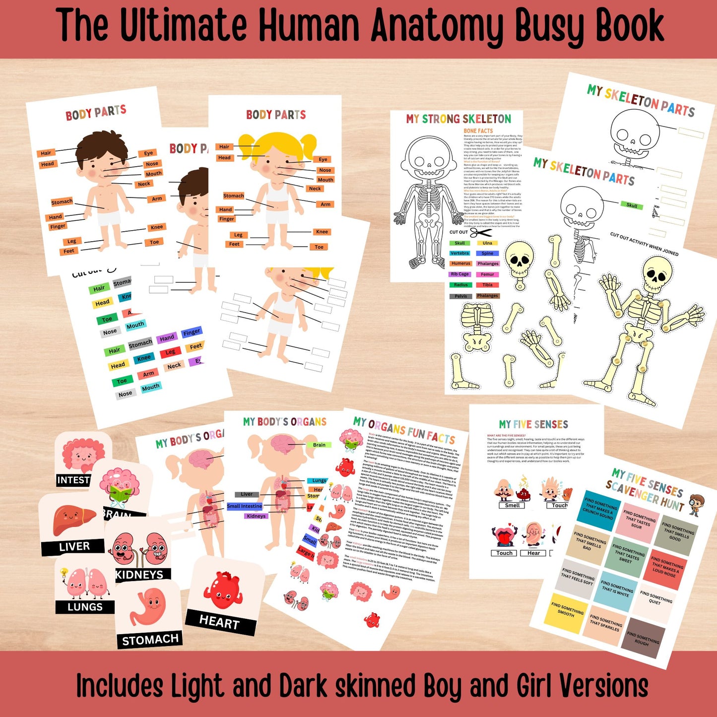 Human Anatomy Busy Book Printable Kids Learning Binder Homeschool Resources Kids Worksheets Anatomy Curriculum Learning Kids Montessori