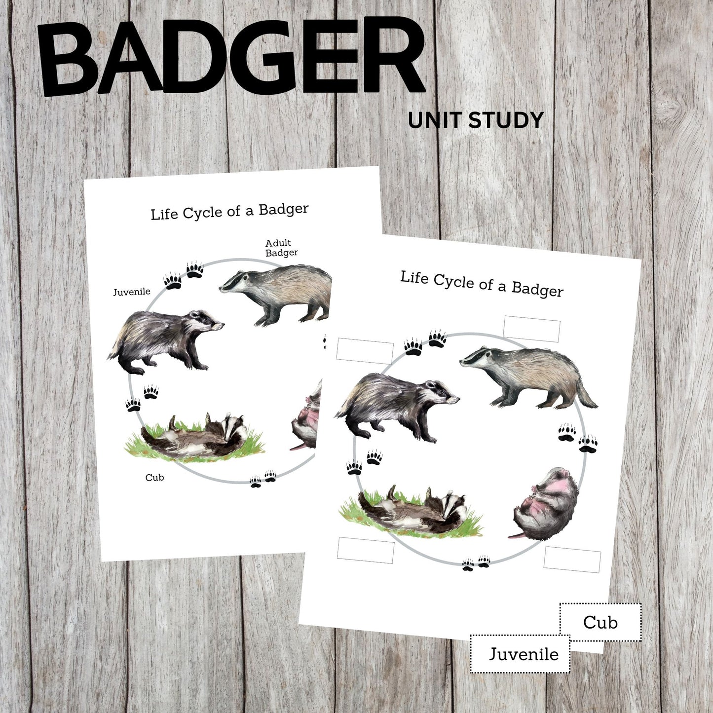 Badger Unit Study Printable | Life Cycle, Habitat, Facts, Anatomy Worksheets and Writing Activities