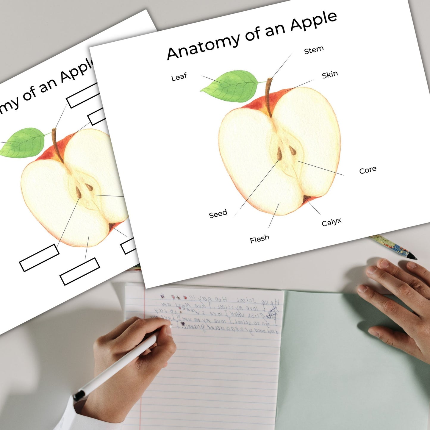 Apple Unit Study | Life Cycle, Anatomy, Nature Study | Montessori & Kindergarten Science Activities