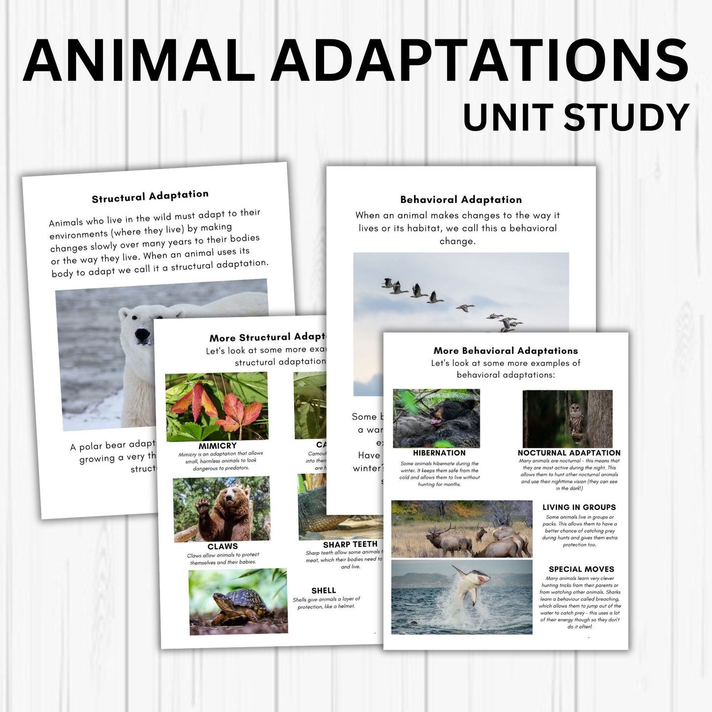 Animal Adaptation Unit Study - Printable Homeschool Learning Bundle | Nature Study Curriculum for Preschool & Early Learners | Science Educational Activities