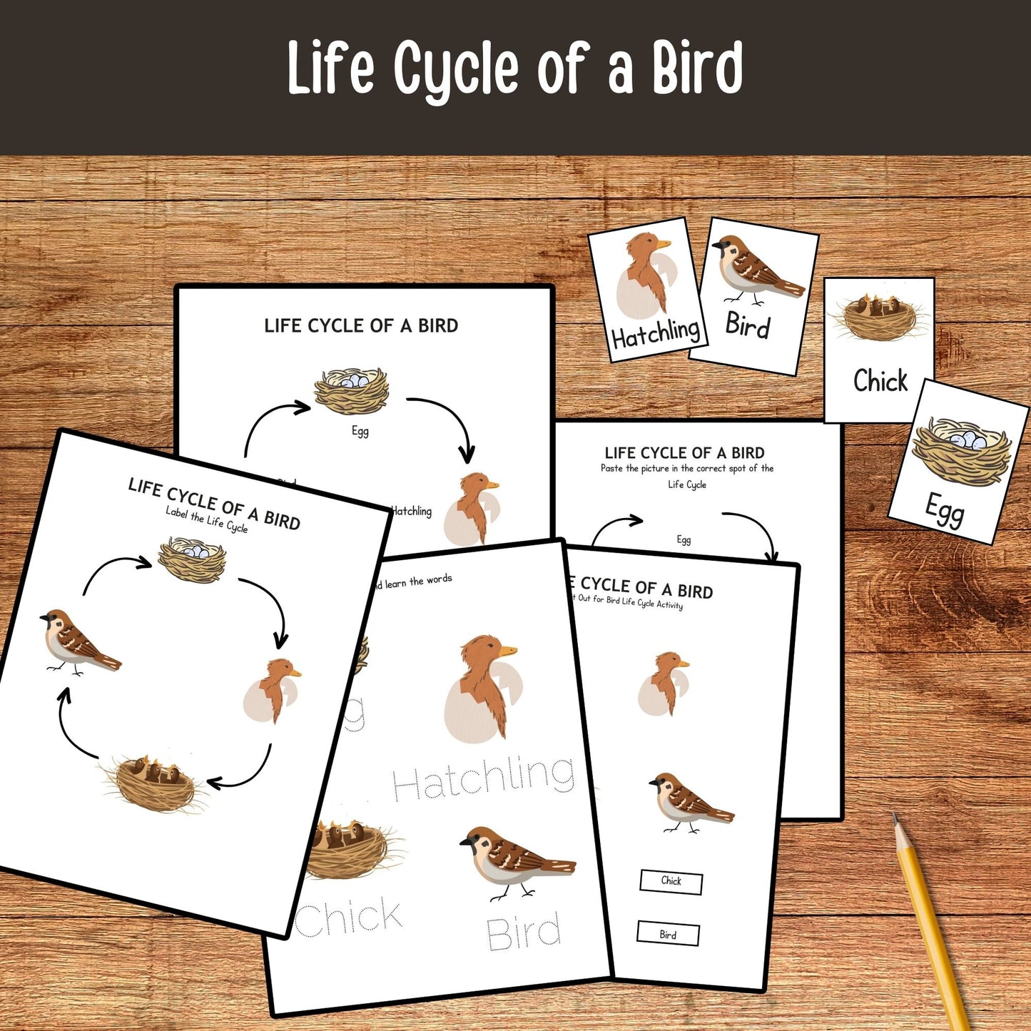 Printable Backyard Birds Unit Study Bird Watching Journal Kids Printable Homeschool Learning Toddler Busy Book Preschool Curriculum kids
