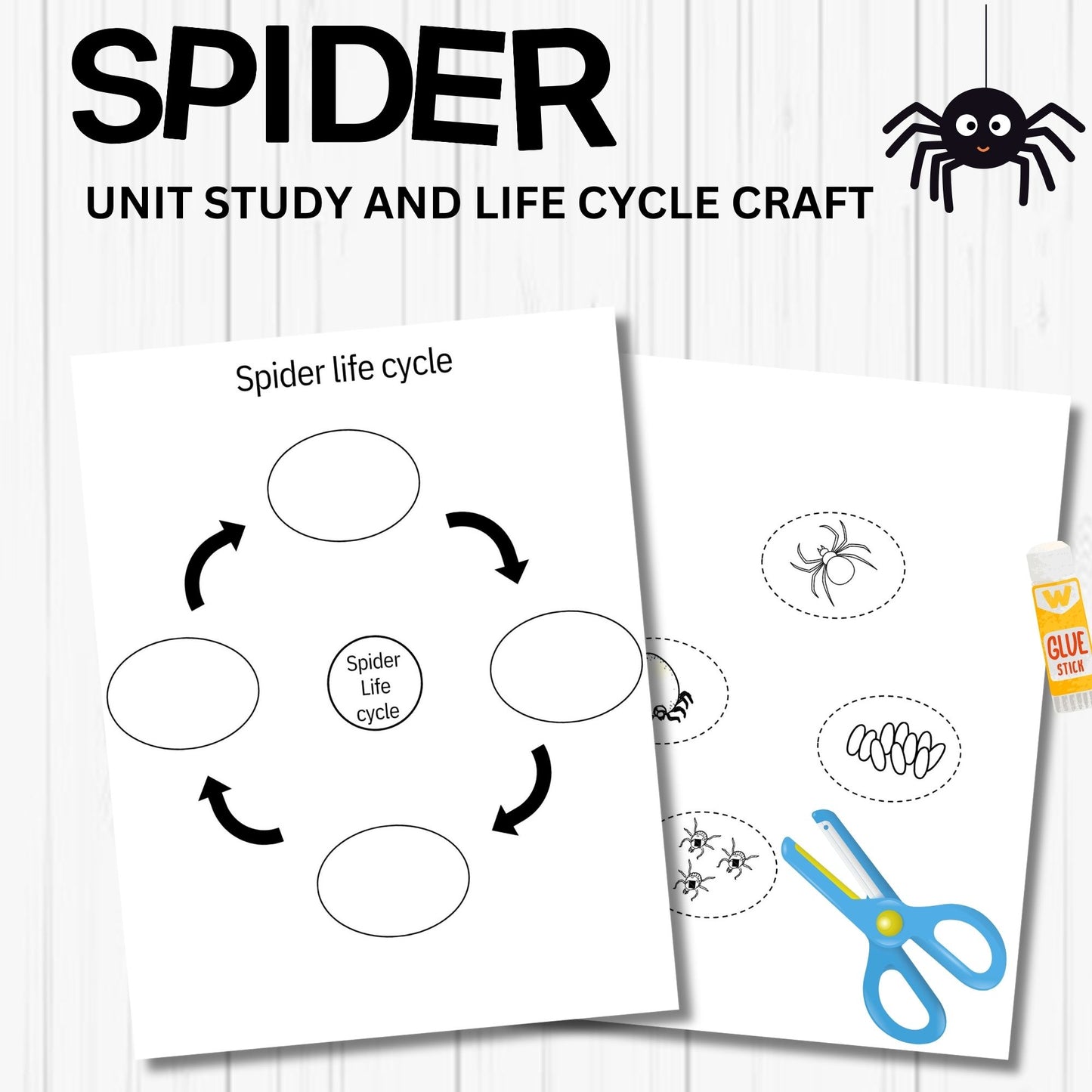 Printable Spider Unit Study for Kids – Life Cycle Worksheets, Craft, and Halloween Homeschool Science Activity