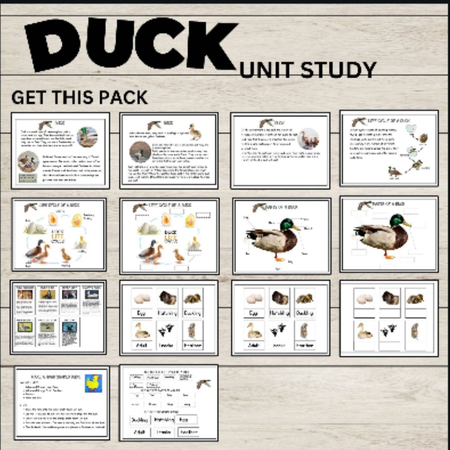 4-in-1 Animal Unit Study Bundle | Badger, Turkey, Duck & Red Fox Science Activities | Homeschool Nature Study Printables for Kids