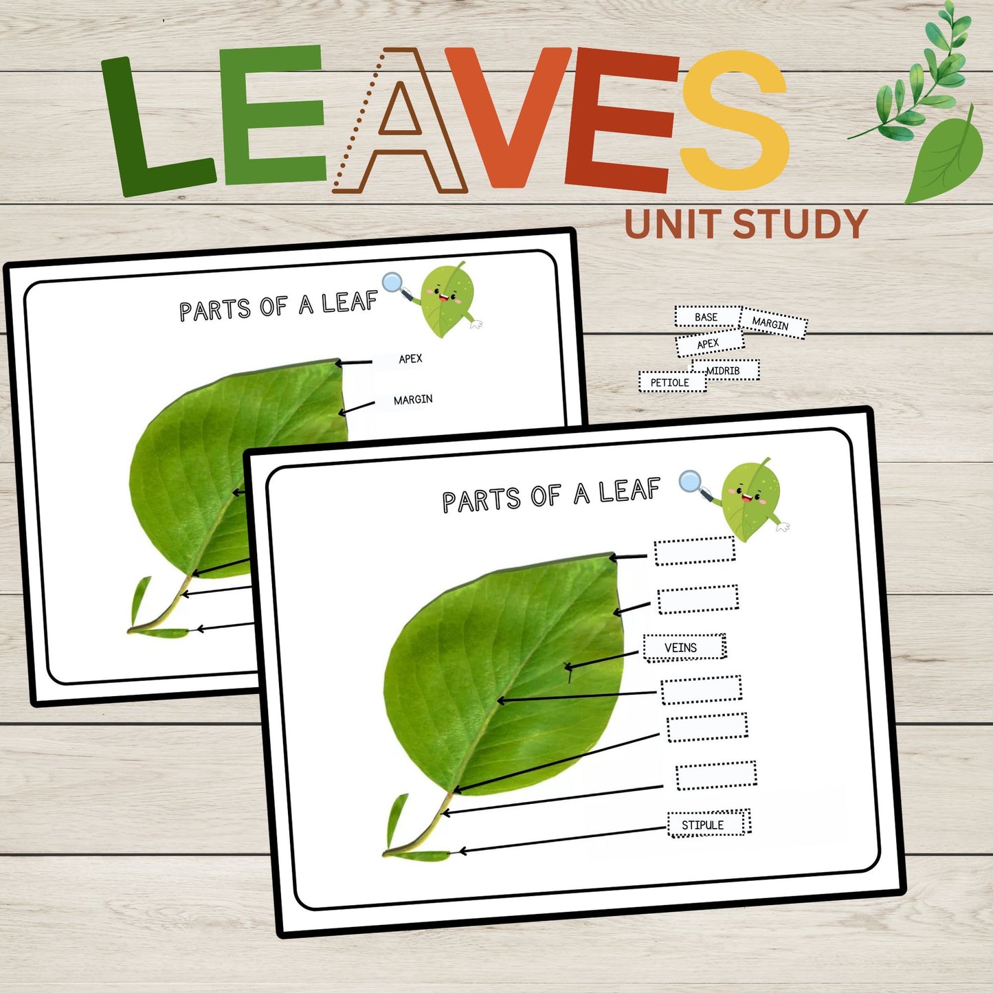 Leaves Unit Study Bundle Anatomy of a Leaf Charlotte Mason Nature Study Learning Activities for Preschool Fall Leaves Educational Materials