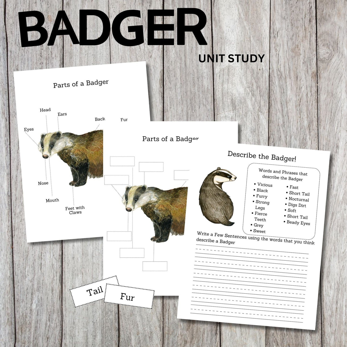 Badger Unit Study Printable | Life Cycle, Habitat, Facts, Anatomy Worksheets and Writing Activities