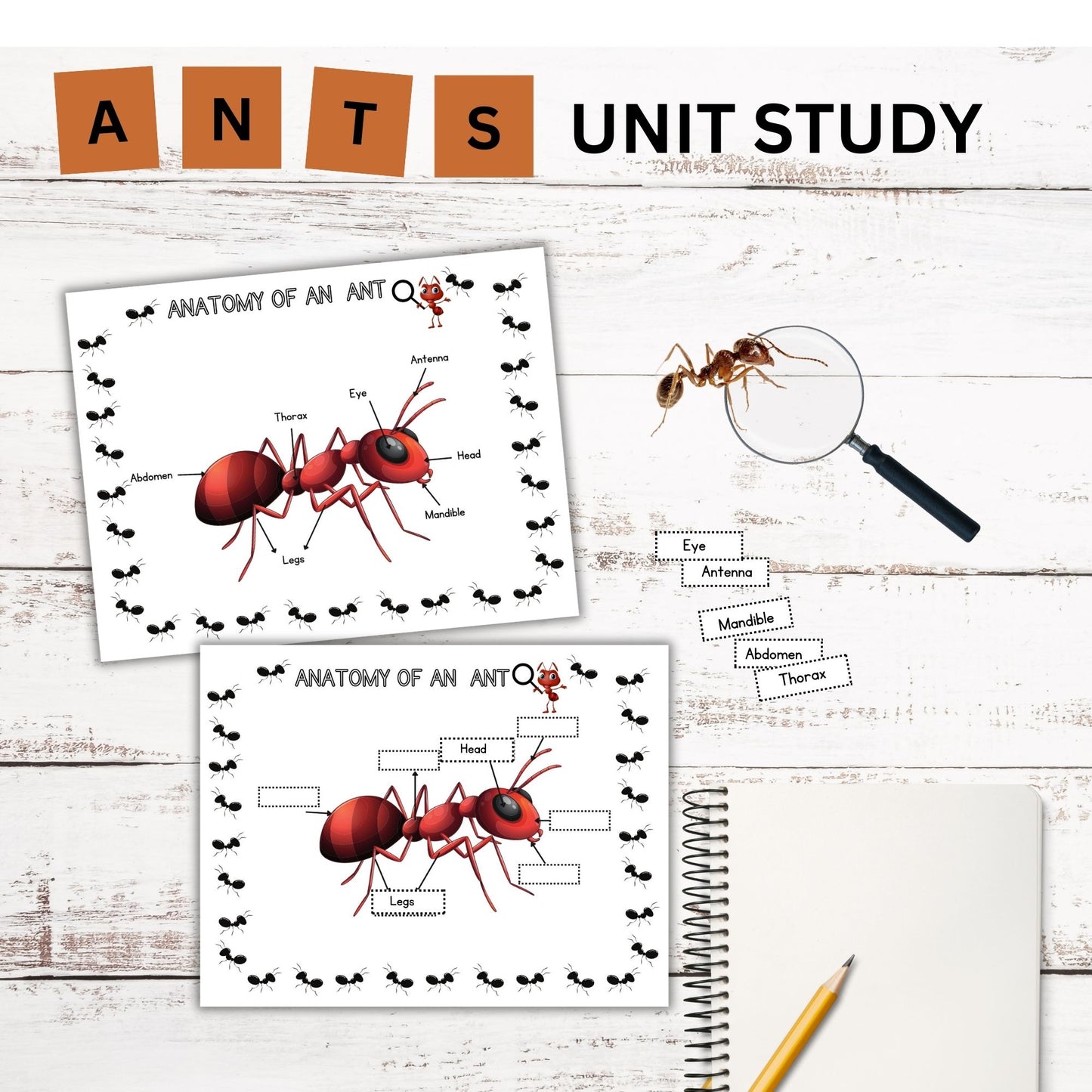 Ant Nature Study Bundle: Charlotte Mason-Inspired Ant Colony Learning Materials, Life Cycle Activities & Animal Habitat Printables for Kids
