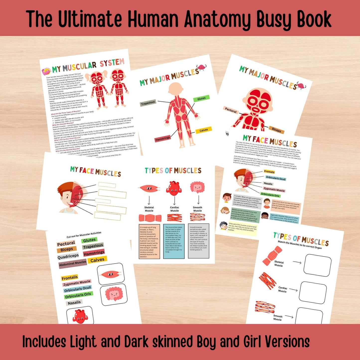 Human Anatomy Busy Book Printable Kids Learning Binder Homeschool Resources Kids Worksheets Anatomy Curriculum Learning Kids Montessori