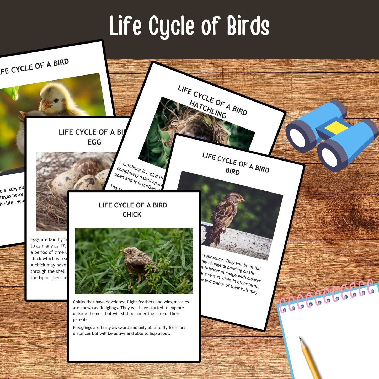 Printable Backyard Birds Unit Study Bird Watching Journal Kids Printable Homeschool Learning Toddler Busy Book Preschool Curriculum kids