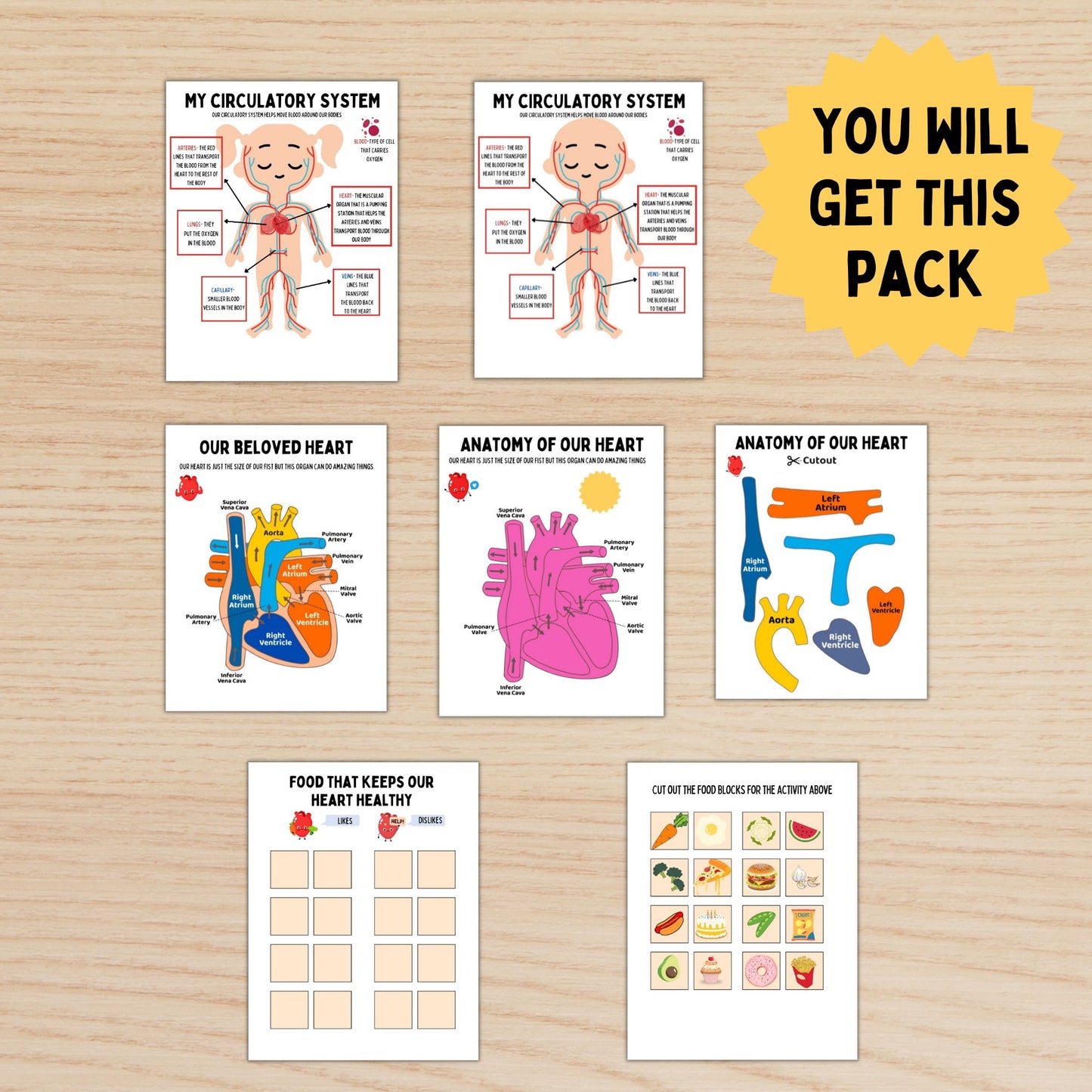 Human Anatomy Study Bundle Kids Circulatory System Heart Unit Study Homeschool Resource Montessori Material Kids Learning Binder Anatomy