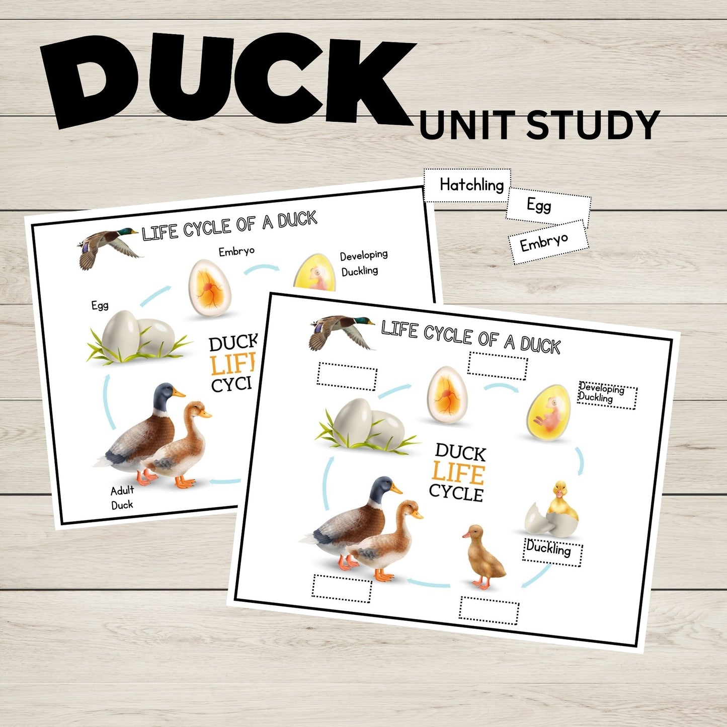 Duck Unit Study Homeschool Learning Material Charlotte Mason Preschool Nature Study Anatomy of a Duck Parts of a Duck Preschool Activity