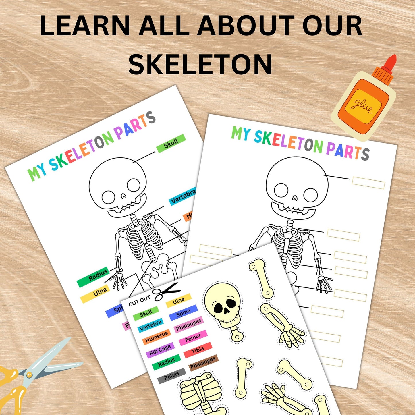 Human Skeleton Anatomy Busy Book Skeleton Study Printable Kids Learning Activity Moving Skeleton Parts Worksheet Homeschool Resource Kids