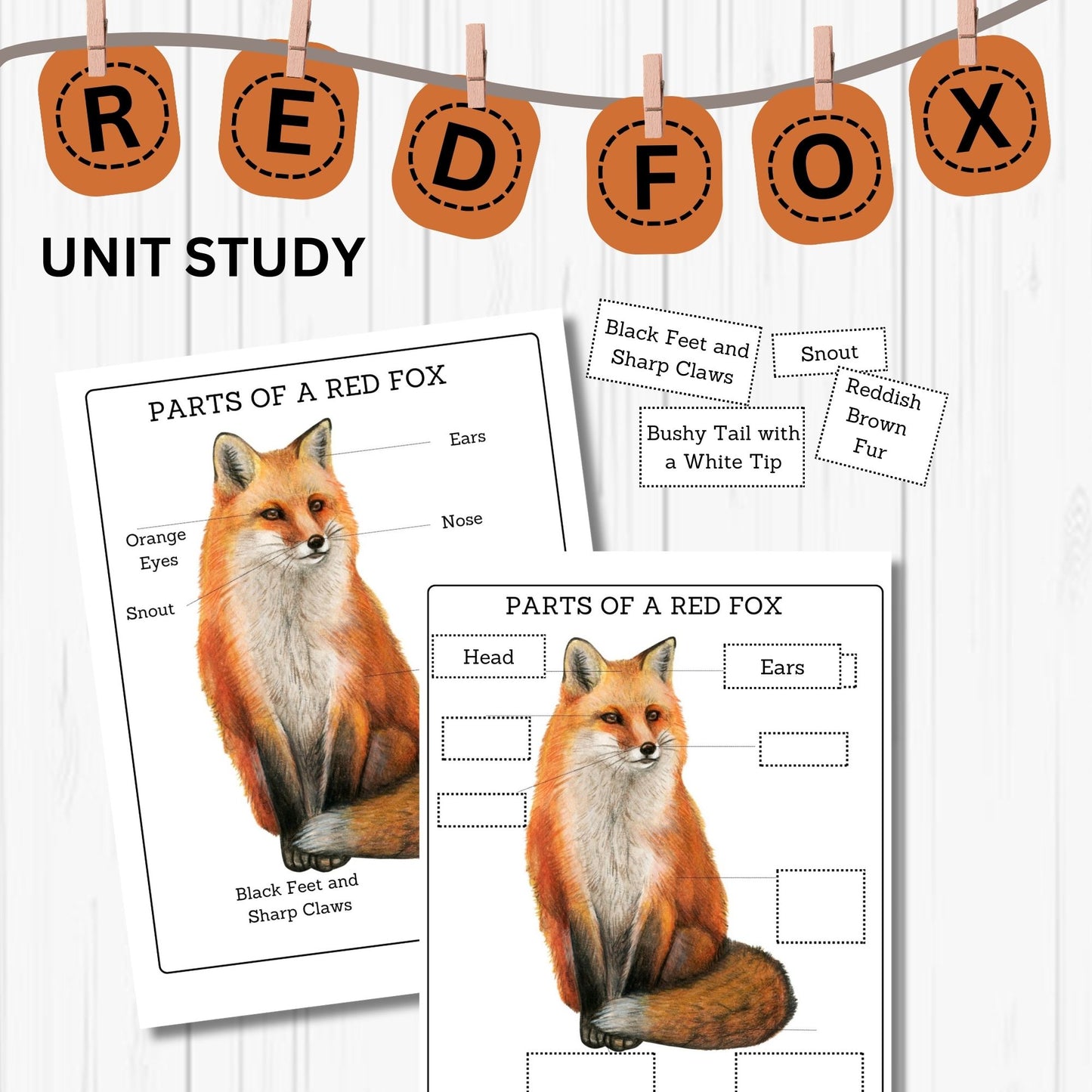 Red Fox Unit Study Kids Homeschool Fall Activities Red Fox Anatomy & Life Cycle Red Fox Poster and Flash Cards Nature Study Journal