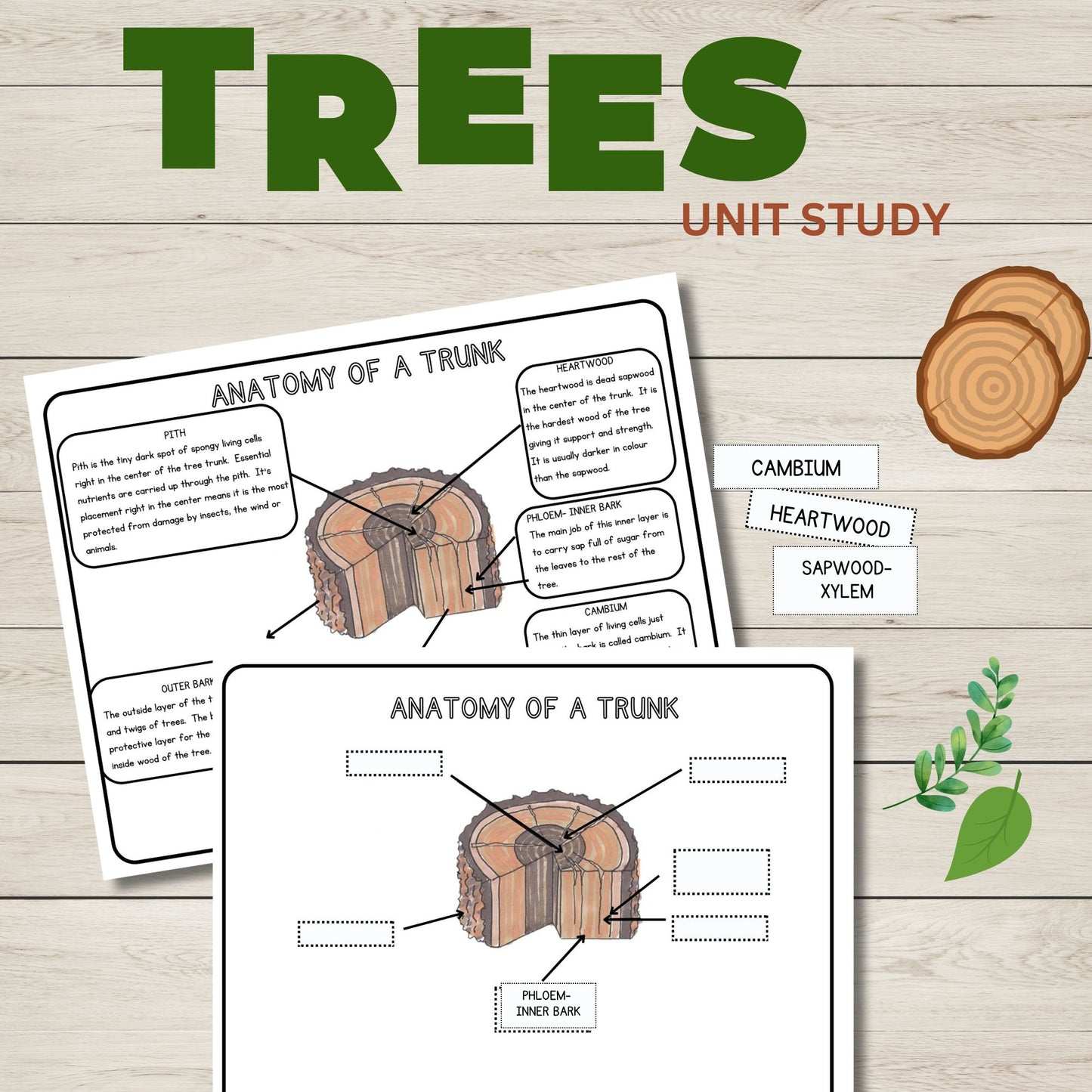 Tree Unit Study Bundle | Charlotte Mason Nature Study | Anatomy of a Tree Trunk & Parts of a Tree | Homeschool Learning Activities Printable