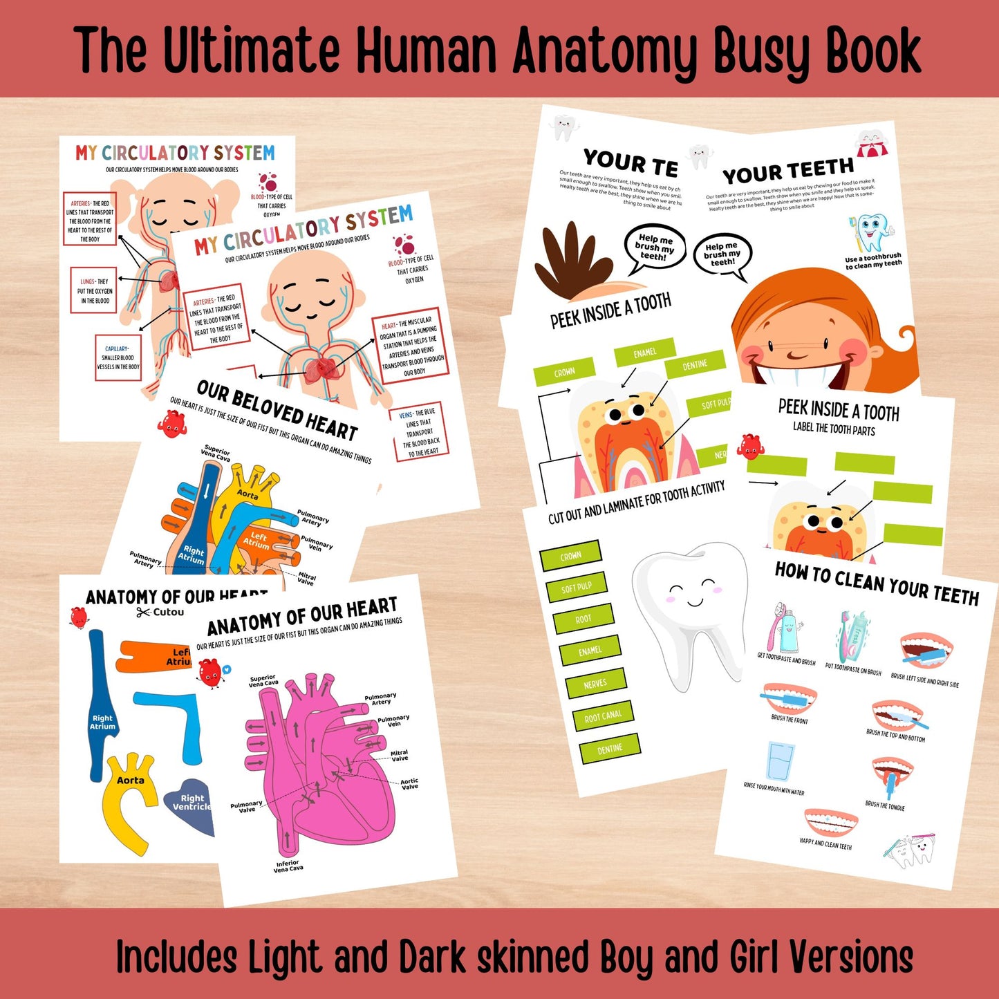 Human Anatomy Busy Book Printable Kids Learning Binder Homeschool Resources Kids Worksheets Anatomy Curriculum Learning Kids Montessori