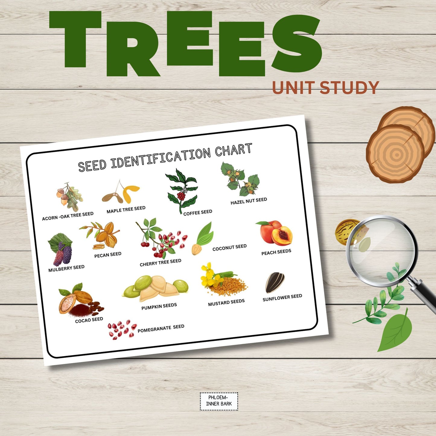 Tree Unit Study Bundle | Charlotte Mason Nature Study | Anatomy of a Tree Trunk & Parts of a Tree | Homeschool Learning Activities Printable