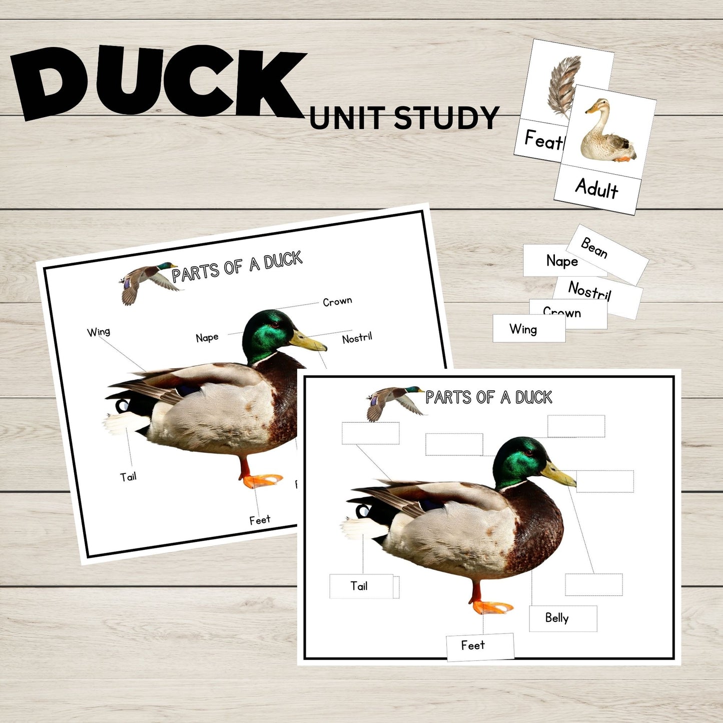 Duck Unit Study Homeschool Learning Material Charlotte Mason Preschool Nature Study Anatomy of a Duck Parts of a Duck Preschool Activity