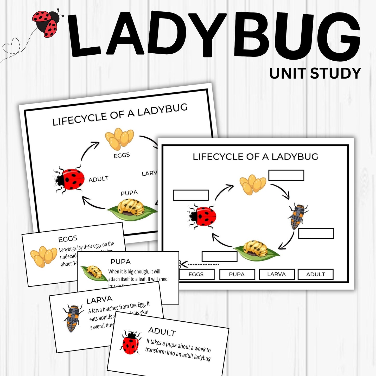 Ladybug Unit Study Homeschool Spring Printables Charlotte Mason kids Nature Study Anatomy of a Ladybug Life Cycle Ladybird Study Pack