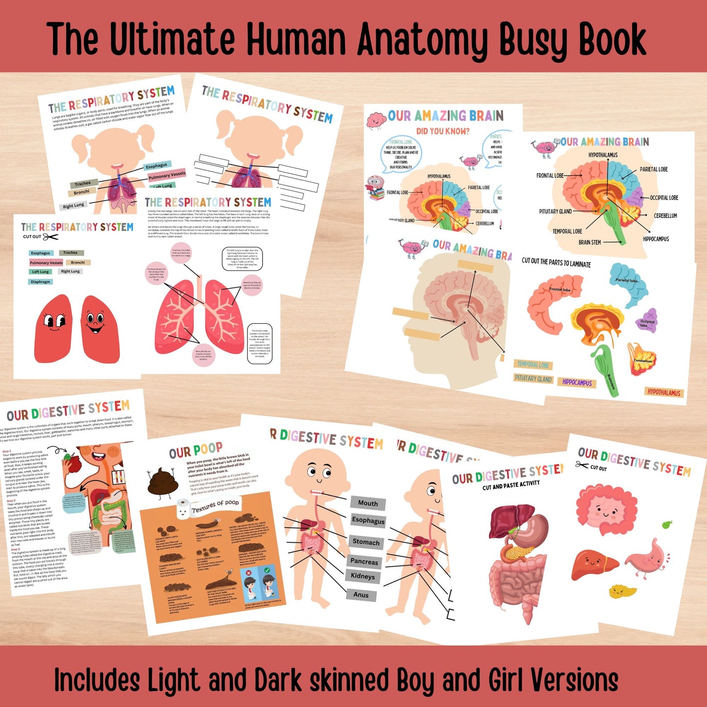 Human Anatomy Busy Book Printable Kids Learning Binder Homeschool Resources Kids Worksheets Anatomy Curriculum Learning Kids Montessori