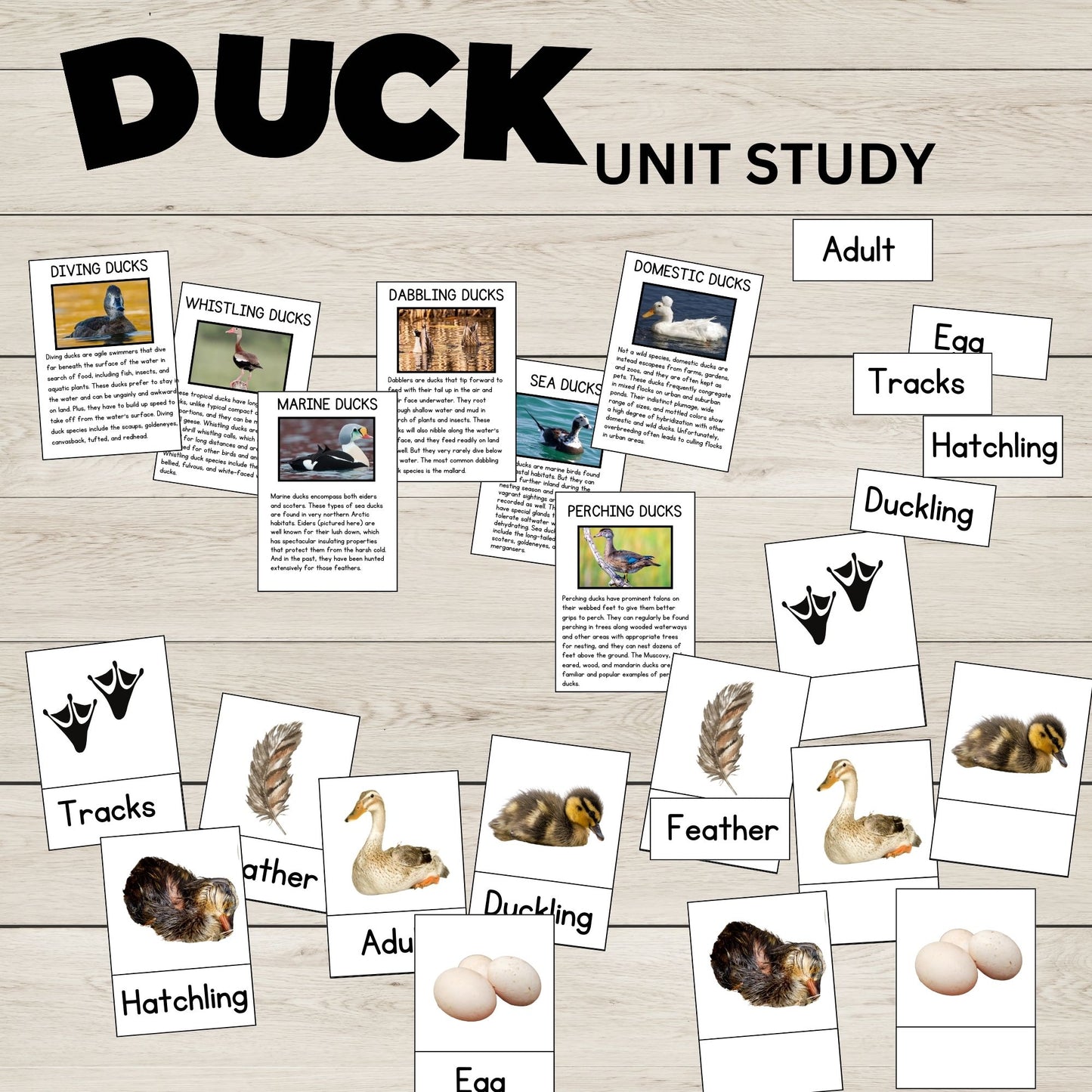 Duck Unit Study Homeschool Learning Material Charlotte Mason Preschool Nature Study Anatomy of a Duck Parts of a Duck Preschool Activity