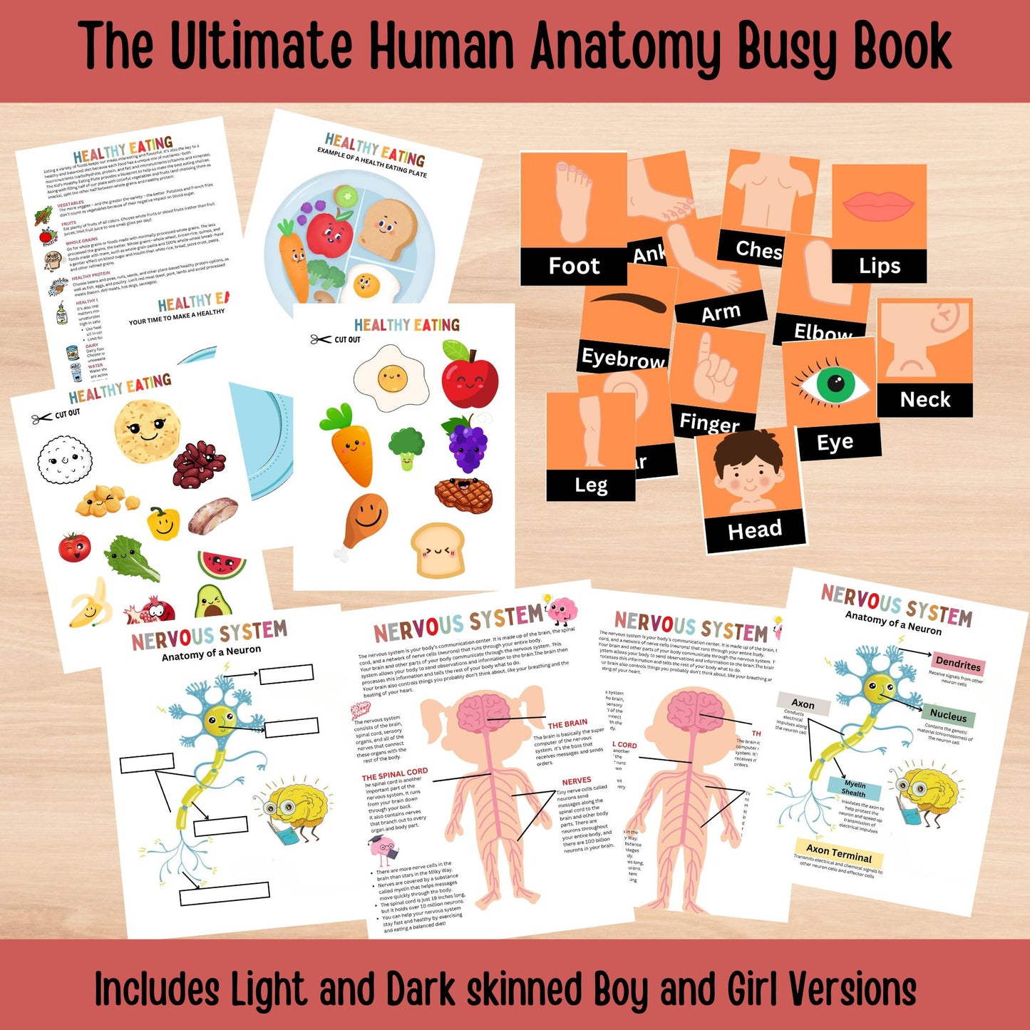 Human Anatomy Busy Book Printable Kids Learning Binder Homeschool Resources Kids Worksheets Anatomy Curriculum Learning Kids Montessori