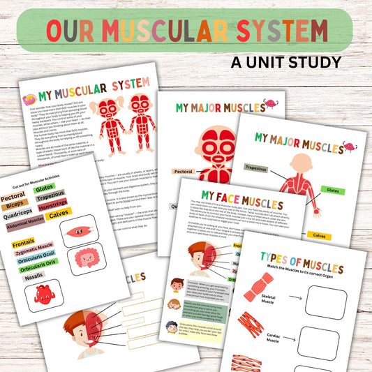 Muscular System Unit Study for Elementary Students | Printable Human Body Anatomy Science Lesson