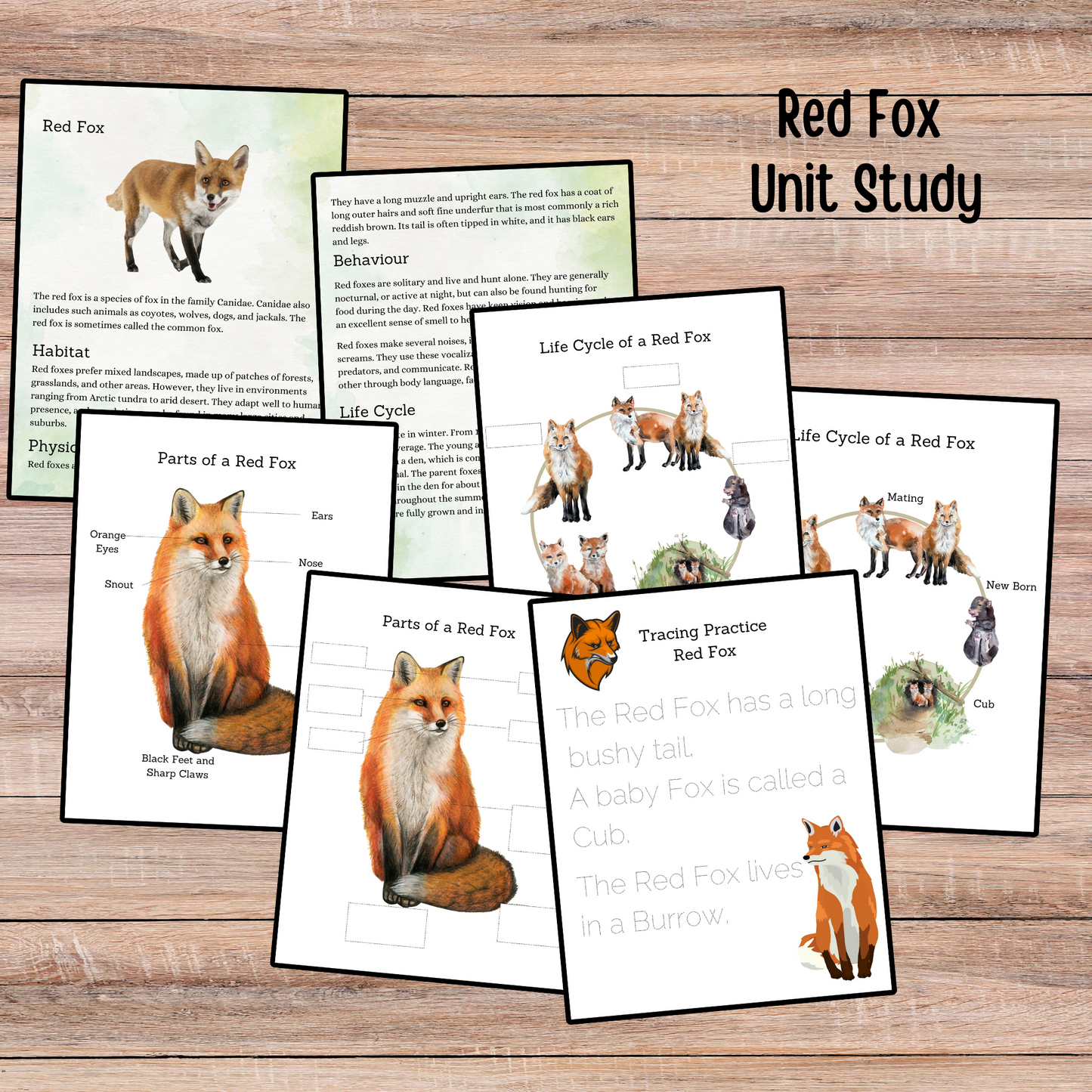 Winter Animals Unit Study Nature Learning Animals Tracks Homeschooling Busy Book Kids Learning Binder Red Fox Duck Badger Unit Study Kids